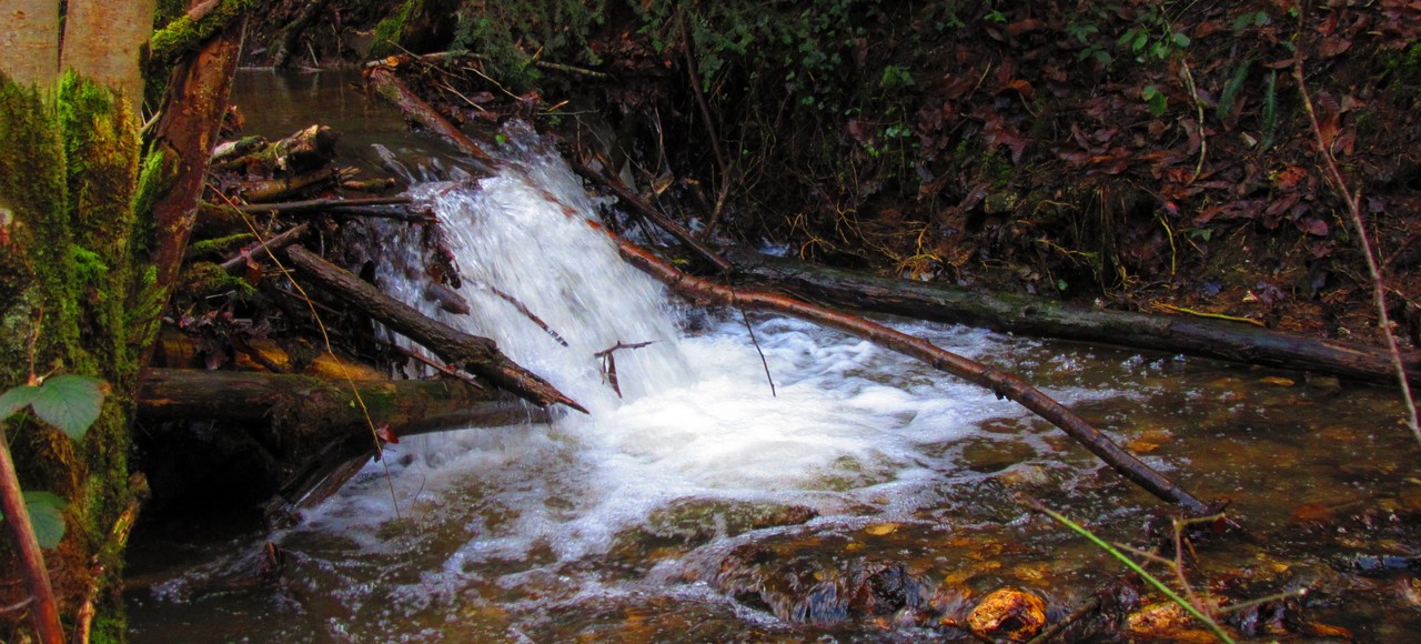 Pêche dans le Tarn autour du Moulin du Barthas